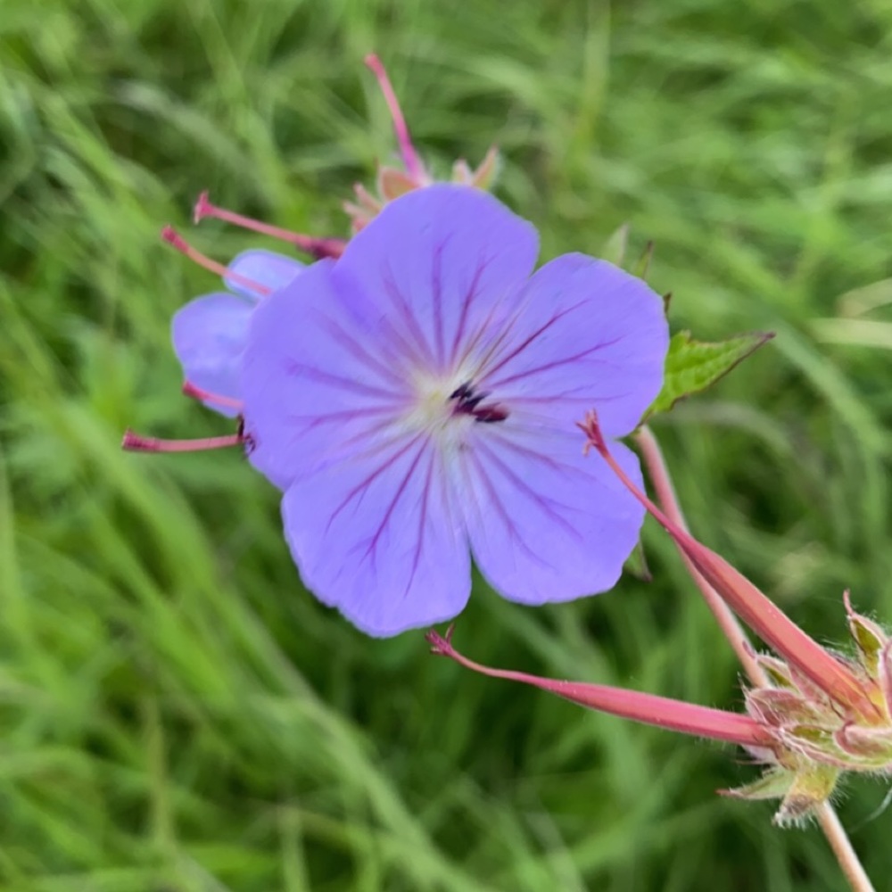 Meet your Posher, Essie